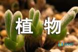 小学二年级上册《植物妈妈有办法》教案设计